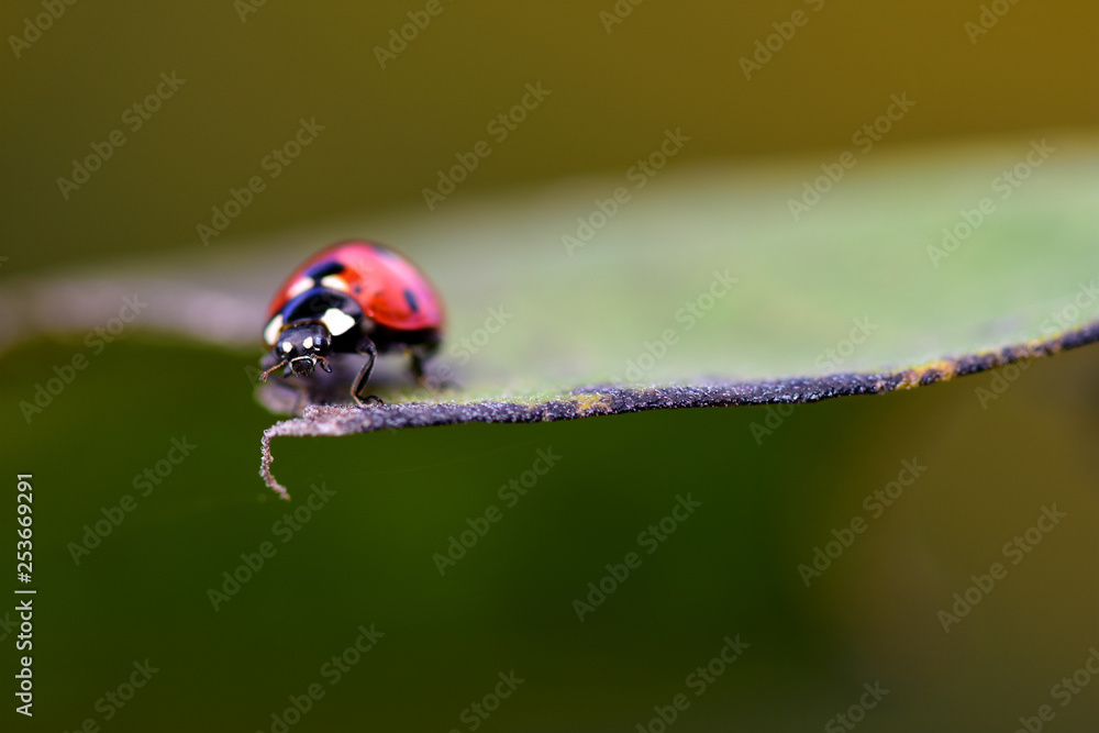 Fototapeta premium Bug On The Edge