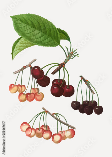 Various cherry species