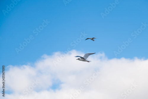 Seagulls flying in the sky