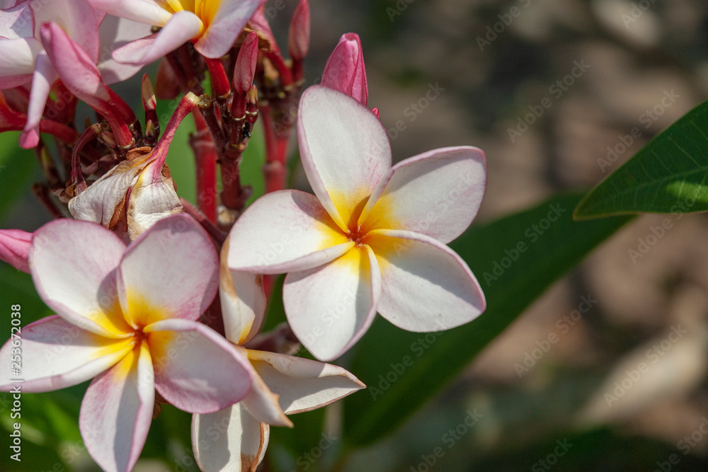 Fototapeta premium Pink plumeria in Thailand