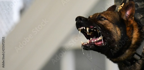 Bild auf Leinwand dog barking