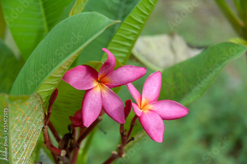 Pink plumeria in Thailand