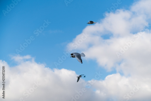 Seagulls flying in the sky
