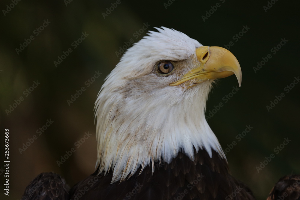 american bald eagle