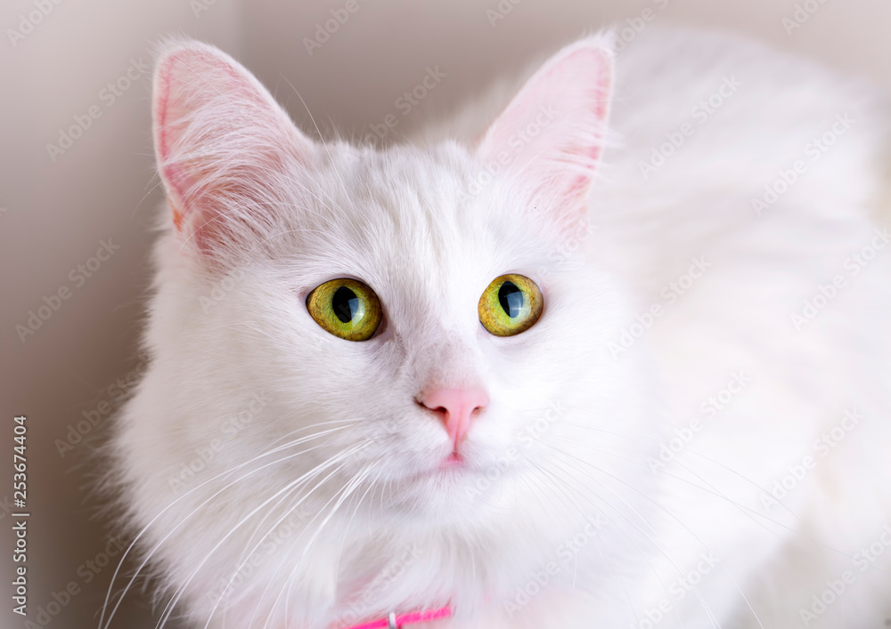 Pet animal; cute white cat. Turkish Ankara Cat.