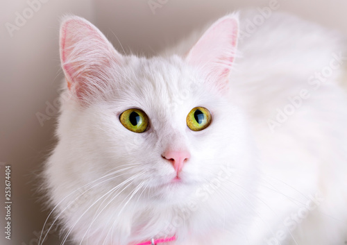 Pet animal  cute white cat. Turkish Ankara Cat. © Esin Deniz
