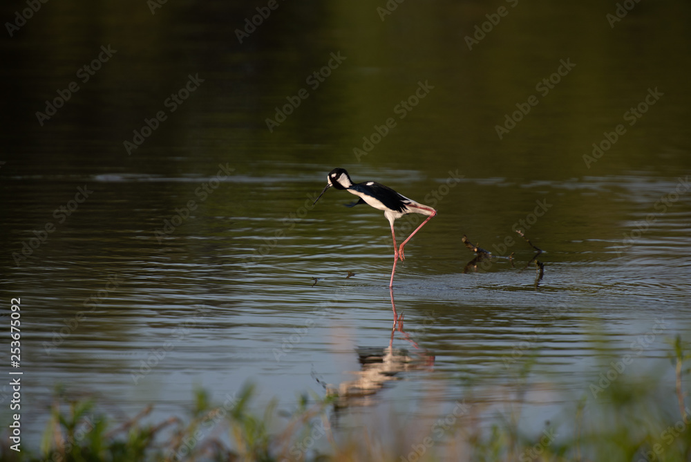 Obraz premium stilt