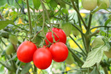 Ripe tomato plant. red tomatoes.