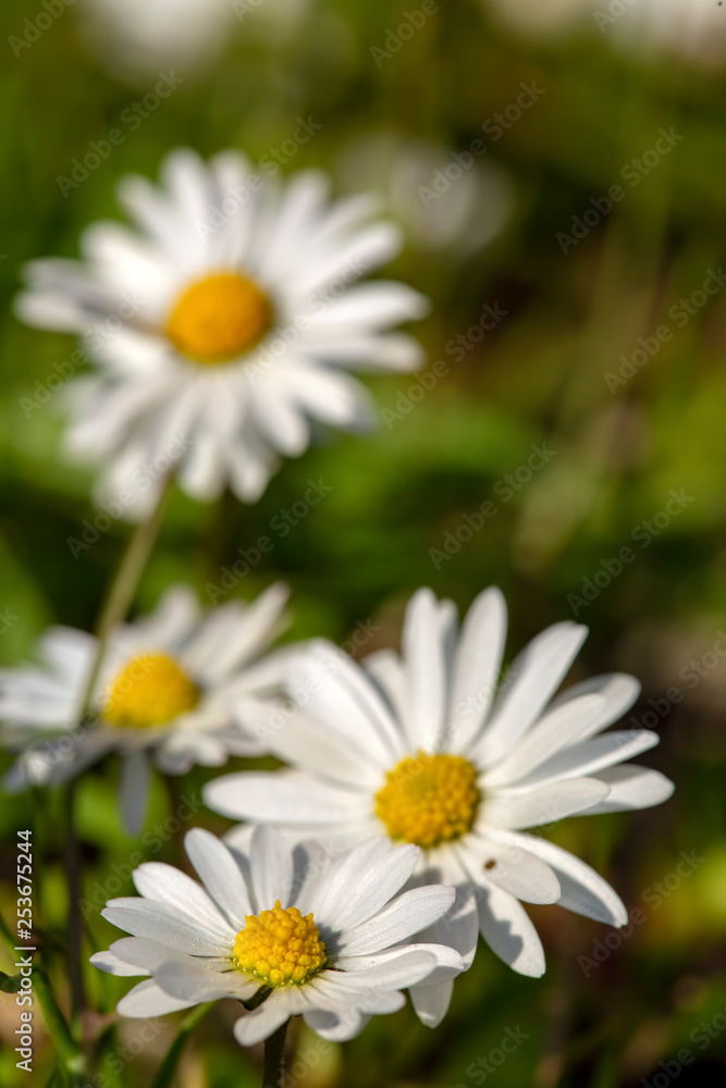 Close-up of common daisy (Bellis perennis) blooming in a meadow in spring, Izmir / Turkey Close-up of common daisy (Bellis perennis) blooming in a meadow in spring, Izmir / Turkey