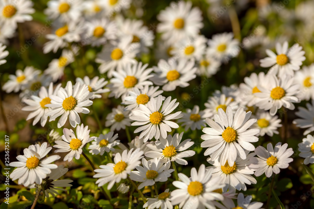 Close-up of common daisy (Bellis perennis) blooming in a meadow in spring, Izmir / Turkey Close-up of common daisy (Bellis perennis) blooming in a meadow in spring, Izmir / Turkey