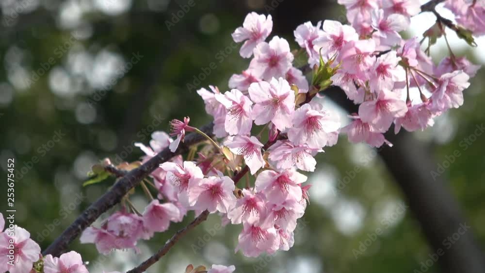 桜、河津桜 / Cherry blossoms, Sakura, Cerasus lannesiana Carrière , Kawazu-zakura 桜、河津桜 / Cherry blossoms, Sakura, Cerasus lannesiana Carrière , Kawazu-zakura