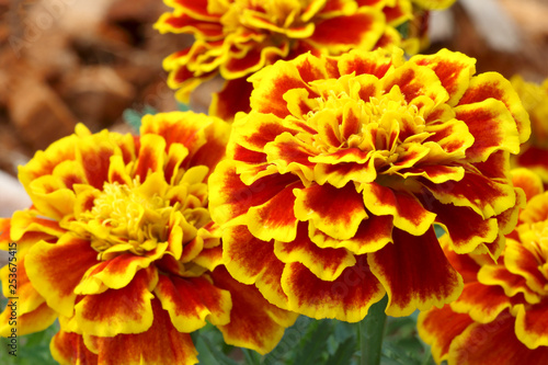 Beautiful french marigold flowers are blooming