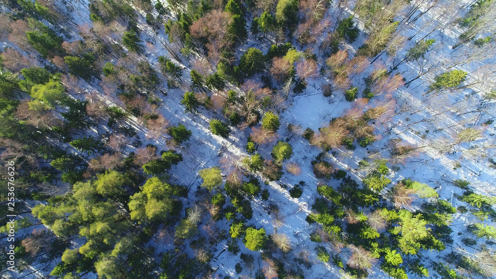 Aerial view of the trees and forest