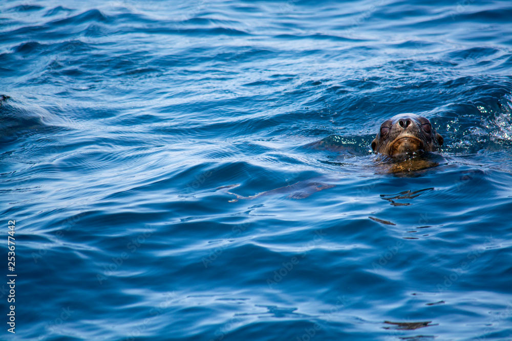 Fototapeta premium sea lion swimming in ocean