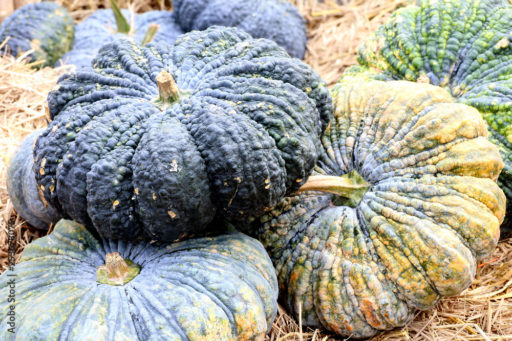 Green pumpkins on the rice straw background Green pumpkins on the rice straw background