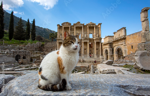 Ephesus historical ancient city and cat. Izmir / Turkey