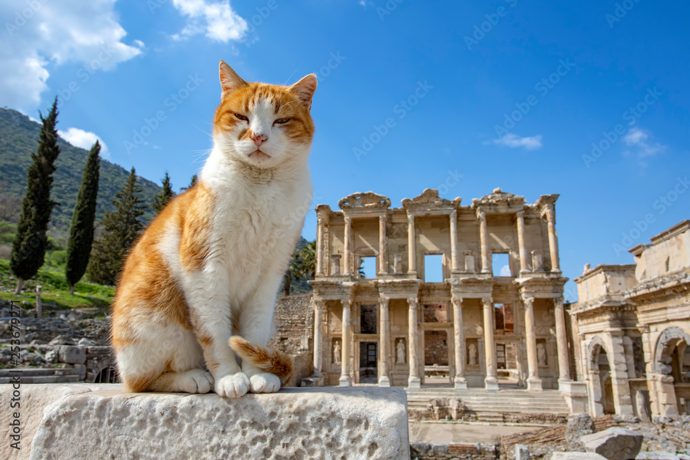 Ephesus historical ancient city and cat. Izmir / Turkey - obrazy, fototapety, plakaty 