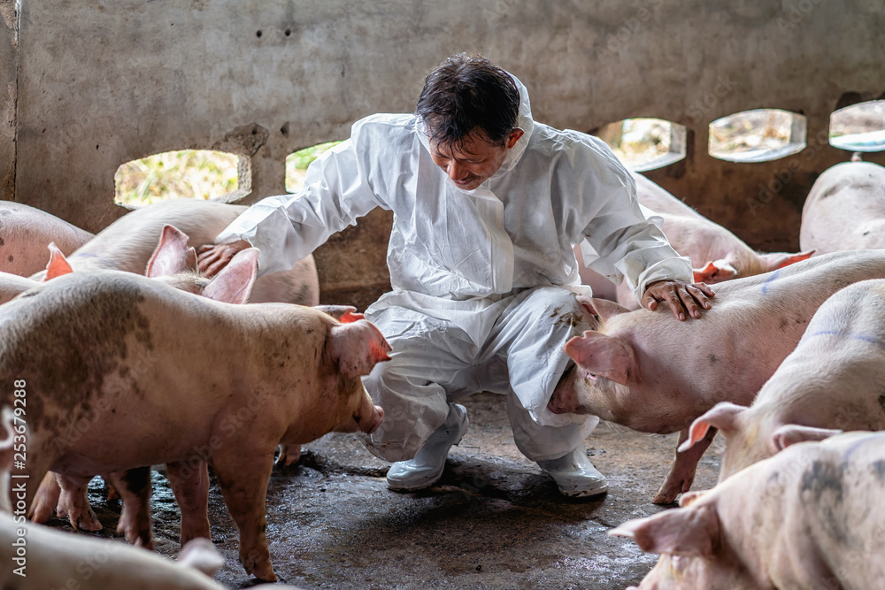 Asian veterinarian working and checking the pig in hog farms, animal and pigs farm industry