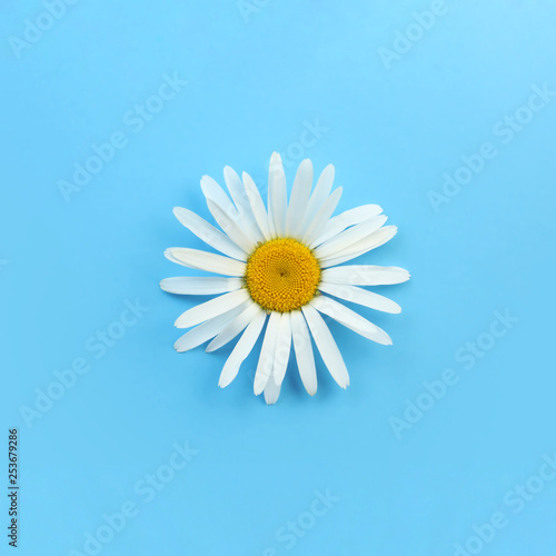 Single blooming daisy on blue background photo