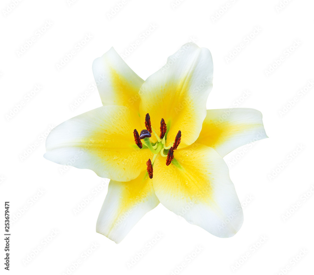 Head patterns of colorful nature yellow lily with white edge and dark red pollen flowers blooming isolated on white background and clipping path Head patterns of colorful nature yellow lily with white edge and dark red pollen flowers blooming isolated on white background and clipping path