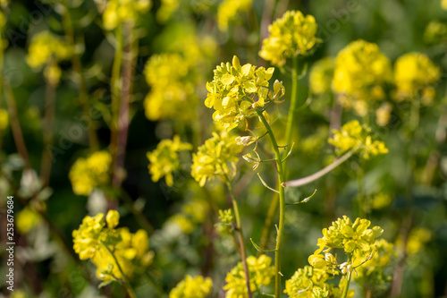 Mustard herbal flower in nature. Flora photo.