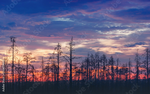 Atmospheric Night Landscape With Deadwood At Sunset