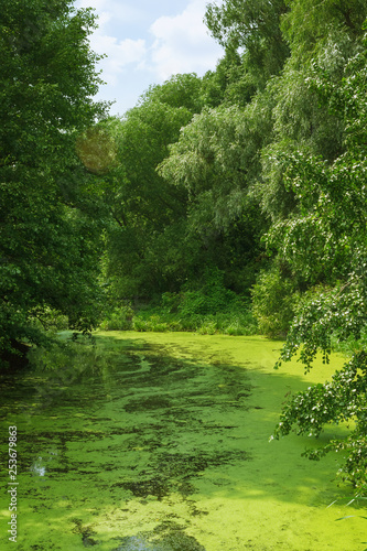 Summer Green Landscape With Duckweed River