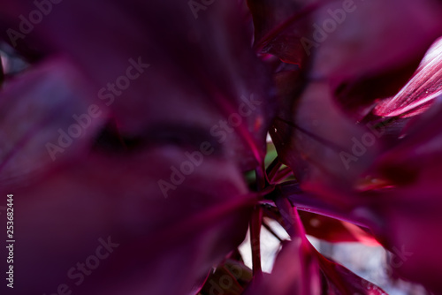Close Up Abstract of Purple Tropical Plant