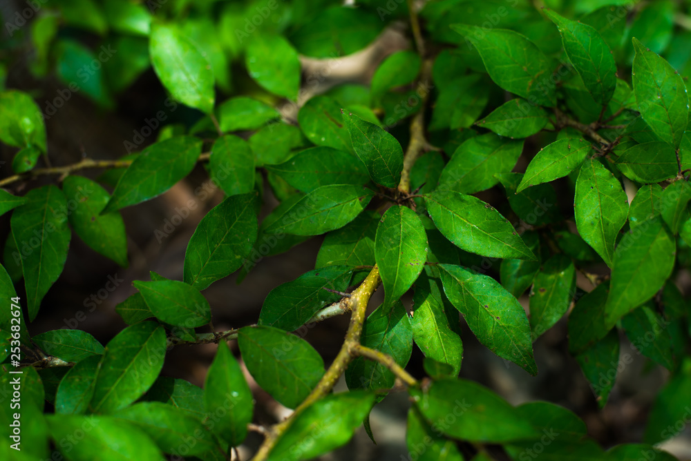 Close Up of Vibrant Green Leaves Textures Close Up of Vibrant Green Leaves Textures