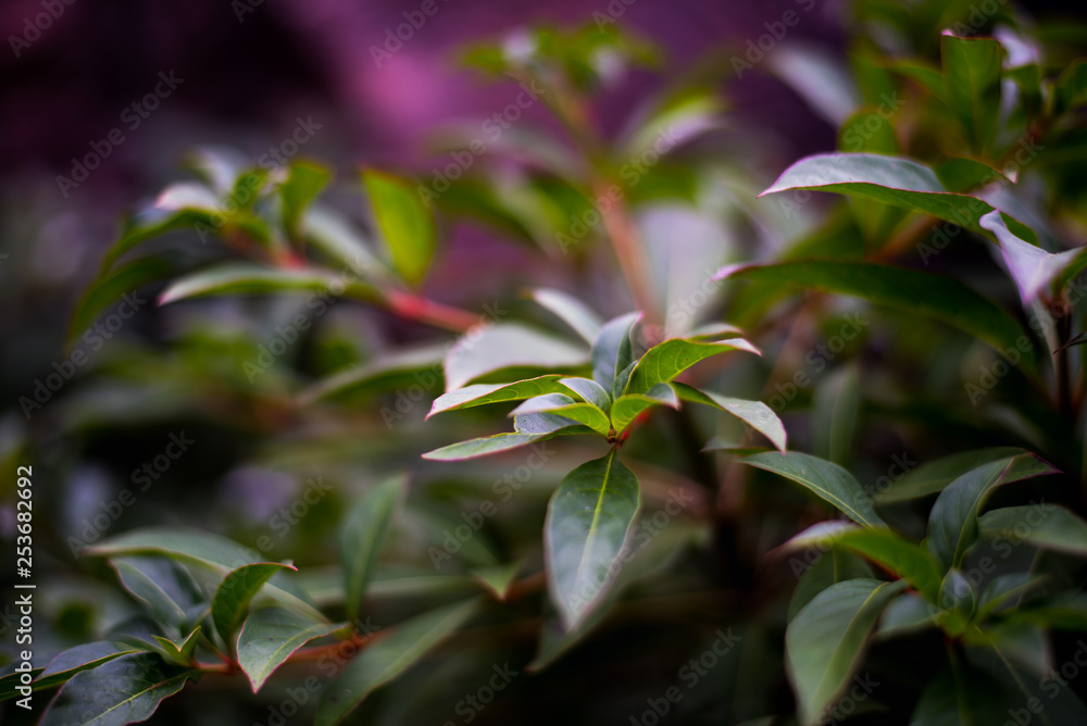 Close Up of Vibrant Green Leaves Textures Close Up of Vibrant Green Leaves Textures