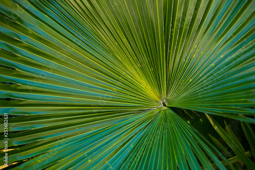 Close Up of Green Plants