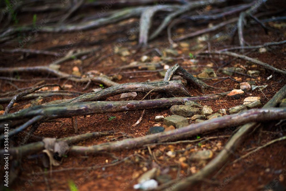 Fototapeta premium Tree Roots along the Forest Floors