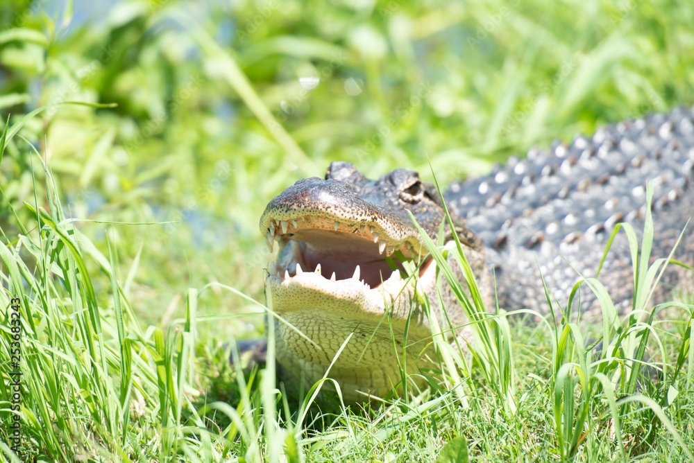 Obraz premium alligator