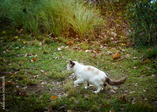White Cat Walking in the Grass