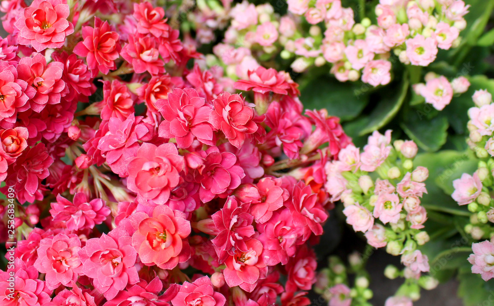 Tiny flowers of the kalanchoe plant Tiny flowers of the kalanchoe plant