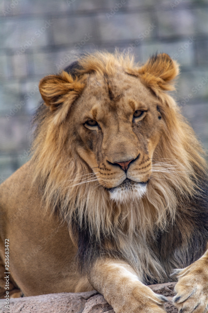 portrait of a lion