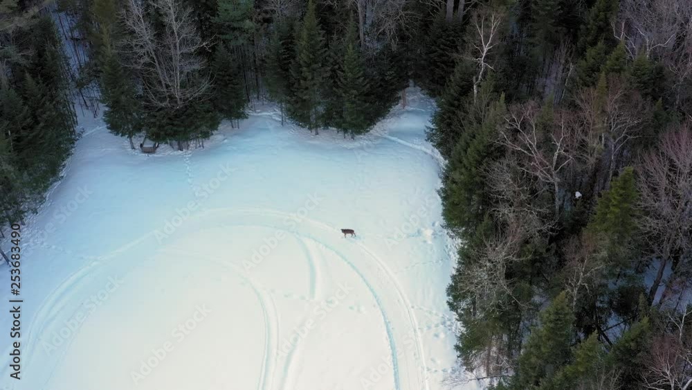 Deer walking across a snowy field with snowmobile tracks AERIAL Deer walking across a snowy field with snowmobile tracks AERIAL