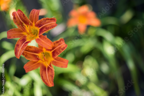 Close Up of Orange Asiatic Lilies