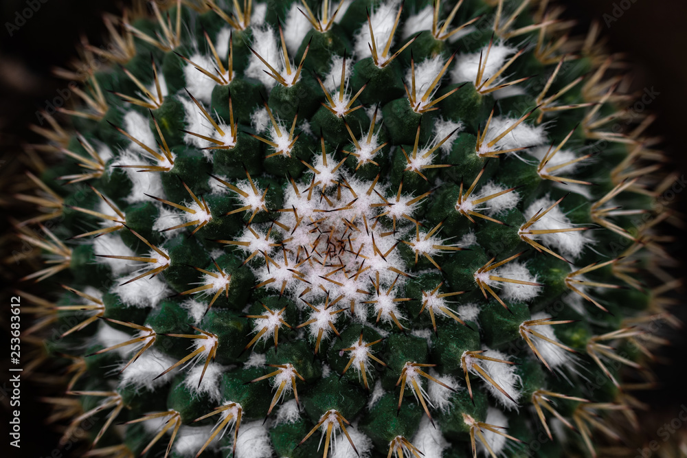 Obraz premium Mammillaria compressa