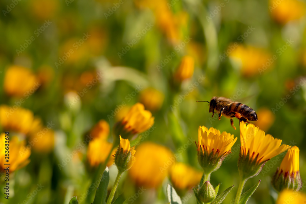 Beautiful spring flowers of spring ; Calendula arvensis Beautiful spring flowers of spring ; Calendula arvensis