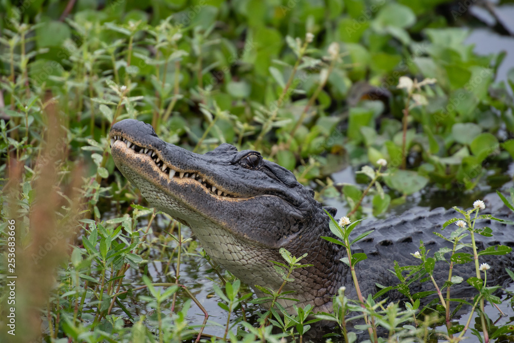 Obraz premium alligator