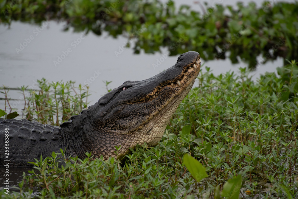 Fototapeta premium alligator
