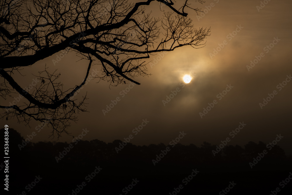 The branch of a barren oak is silhouetted by a foggy sunrise in Raleigh North Carolina.