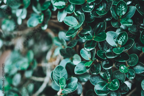 The tree background has green leaves. On the leaves there are drops of water that occur after rain.