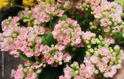 Tiny flowers of the kalanchoe plant