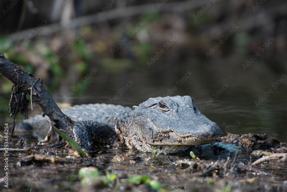 Obraz premium alligator