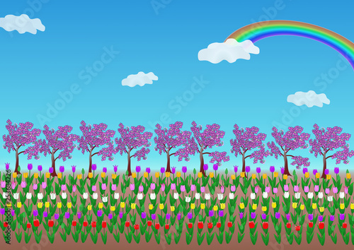 花のある風景・春・チューリップと桜と虹 © Tom.Msn&Gafuu