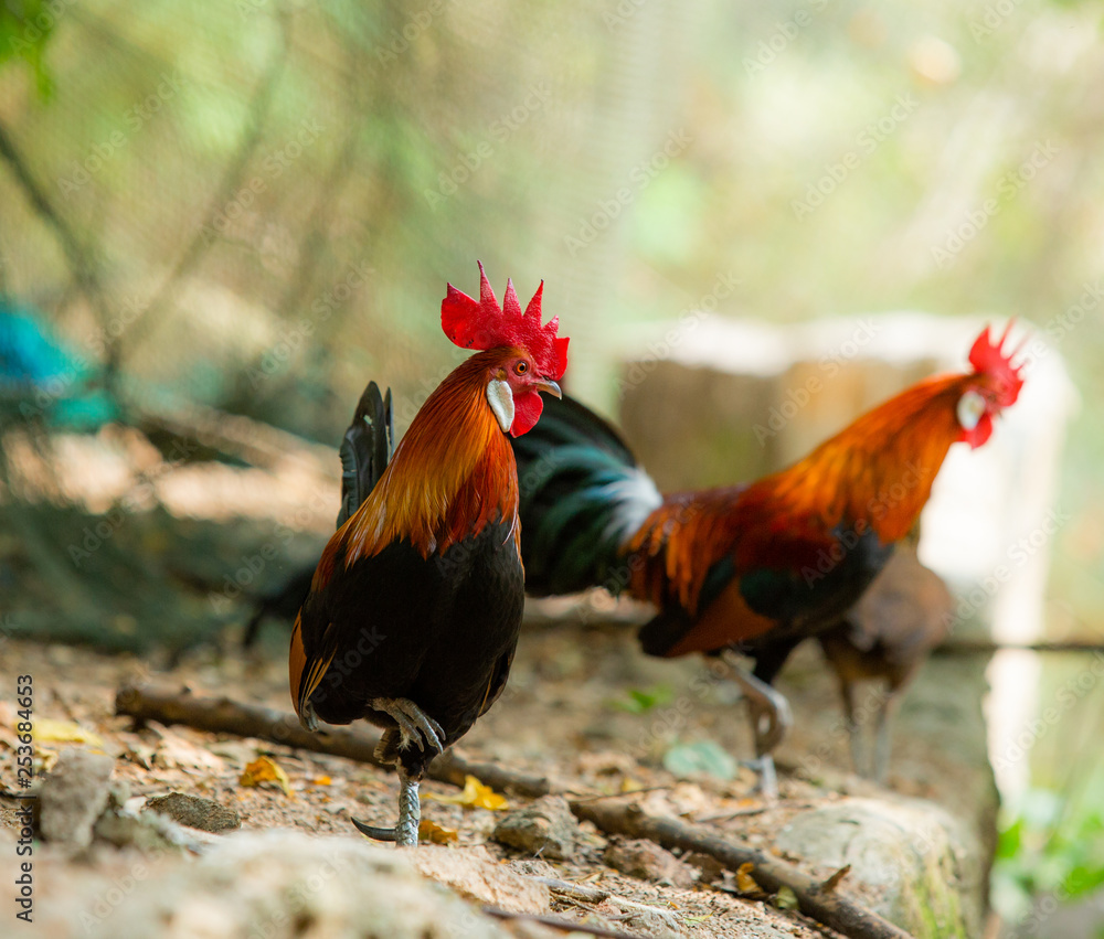 Fototapeta premium beautiful rooster in the zoo