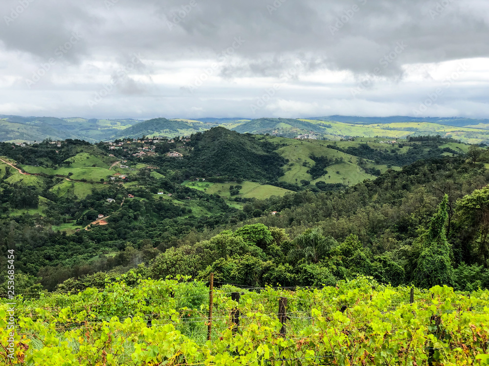 Top view of the vineyards in the mountain during cloudy raining season. Grapevines in the green hills. Vineyards for making wine grown in the valleys on rainy days and fog blowing through. Top view of the vineyards in the mountain during cloudy raining season. Grapevines in the green hills. Vineyards for making wine grown in the valleys on rainy days and fog blowing through.