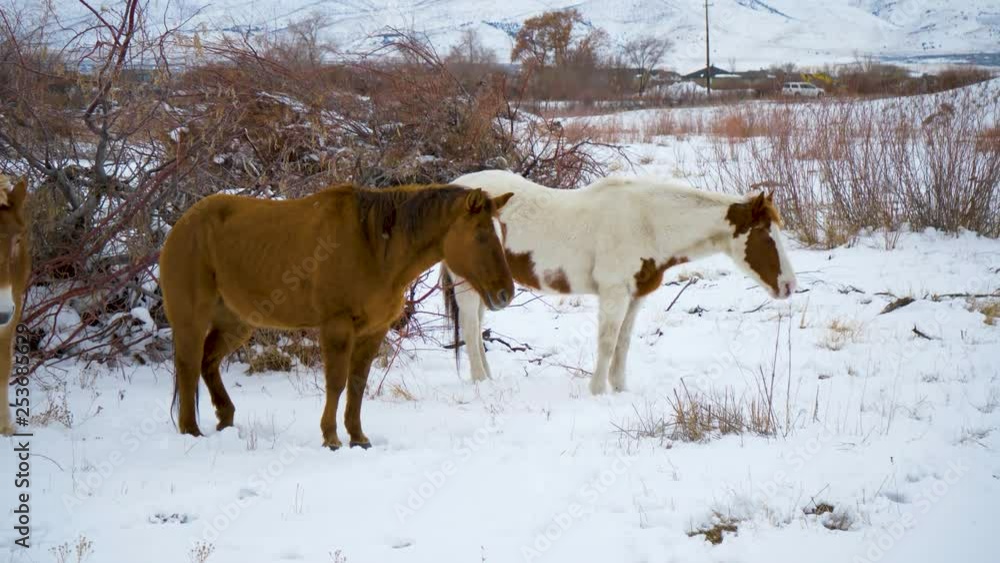 Two unkempt horses standing in the cold winter landscape Two unkempt horses standing in the cold winter landscape